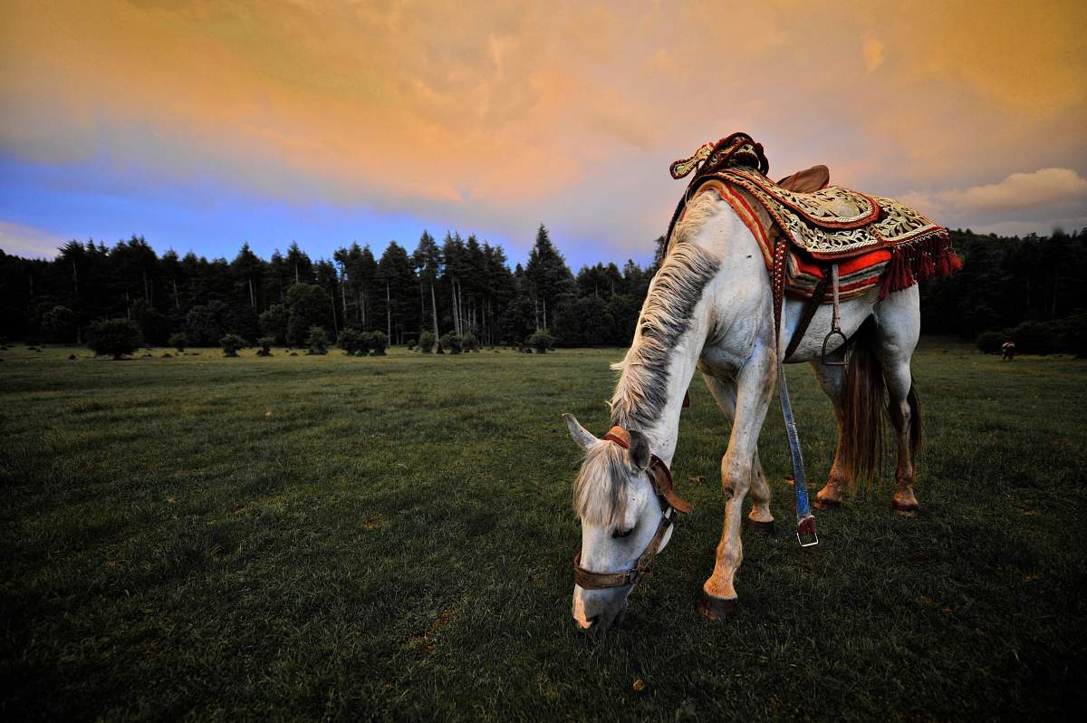 Cheval au coeur de l'Atlas Michlifen, Resort &amp; Golf